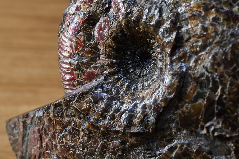 Ancient ammonite