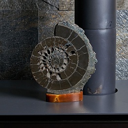 Ammonite on the standAmornious