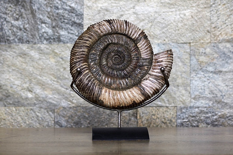 Ammonite