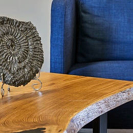 Wholesome ammoniteAmmonite