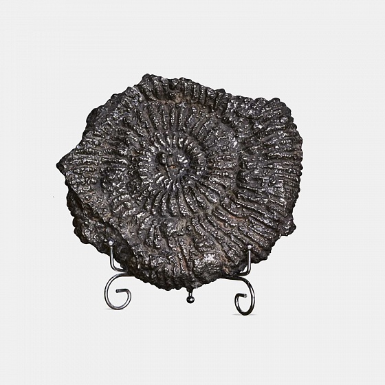 Аммонит - Цельный аммонит