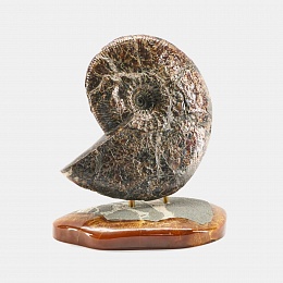 Ammonite on the standGemma