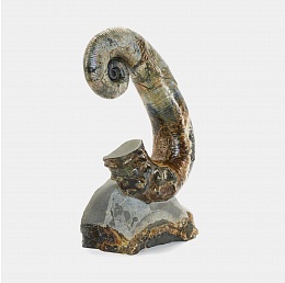 Sculpture with open ammonite Wengor