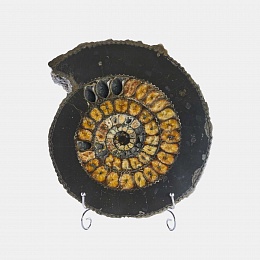 Meridith - Ammonite slice