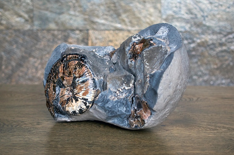 Аммонит в породе