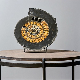 Срез аммонитаМеридис