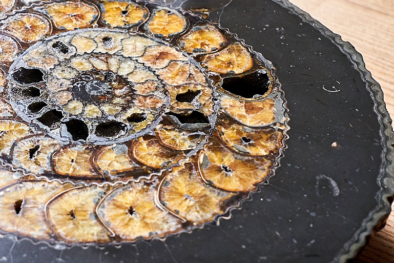 Sliced ammonite