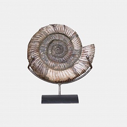 Аммонит - Цельный аммонит