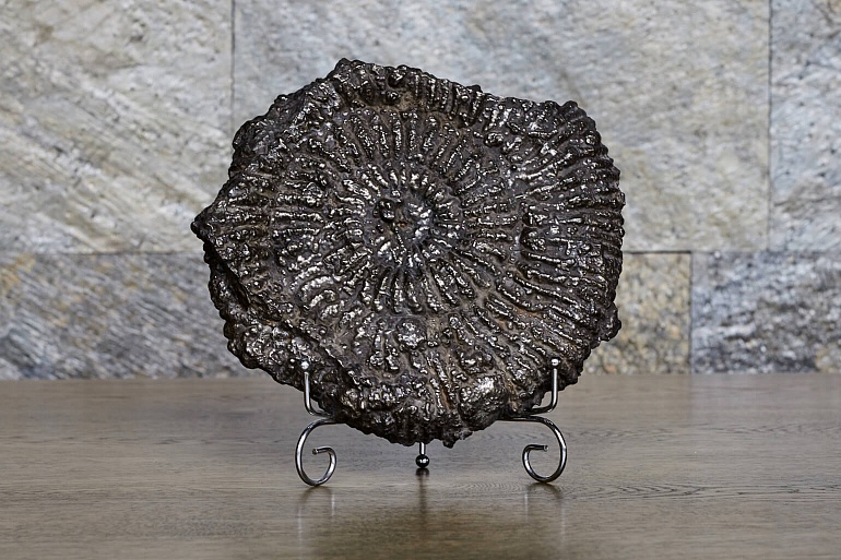 Ammonite